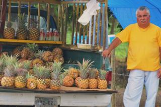 Las piñas cabezonas, de las más dulces, se cultivan en Lajas. En su recorrido, puede encontrar muchos puestos de piña en las carreteras del pueblo. Este, el la PR 303, esquina PR 101. No deje de probarlas.  / Foto por: Fernando Silva