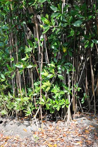 El Mangle Rojo generalmente es la especie que se encuentra en la parte exterior de las franjas del manglar y en los bordes de los canales. / Foto por: Efra Figueroa