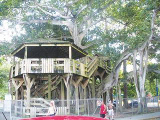 Es un epectáculo ver una casa en un árbol centenario. Parque Colón, Aguadilla. / Foto por: Carlos Carrero