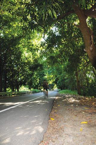 Camino hacia el Barrio Atalaya. / Foto por: Rosemarie Vázquez