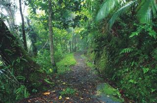 Una de las veredas de El Yunque. / Foto por: Ricardo Alcaraz