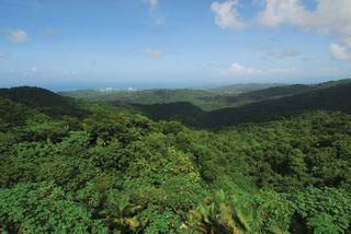 El Yunque. / Foto por: Ricardo Alcaraz