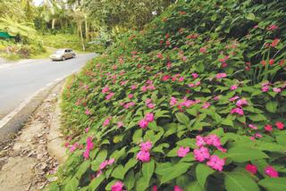 Carretera rural de Cayey. / Foto por: Ricardo Alcaraz